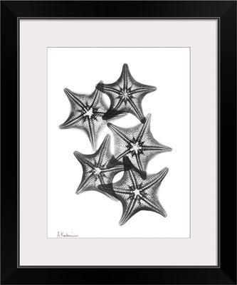 Starfish IV x-ray photography