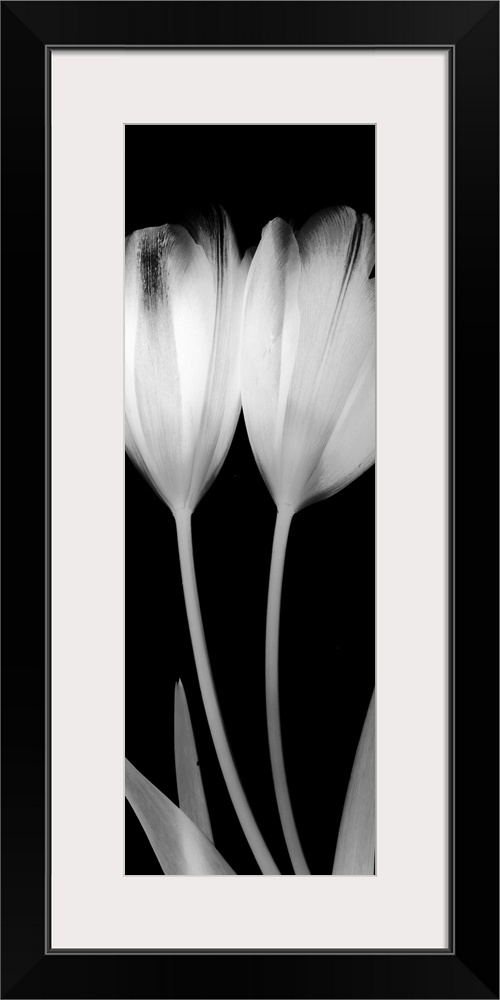 Vertical x-ray photograph of two tulips on a dark background.