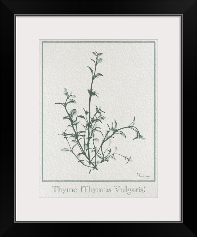 Thymus Vulgaris 2