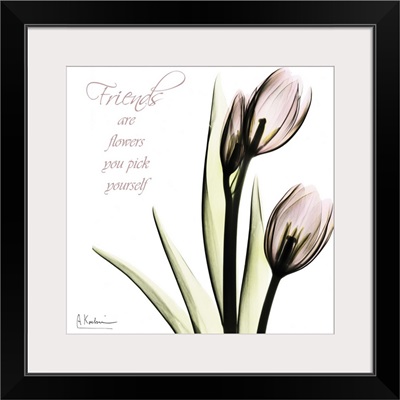 Tulip Friends x-ray photography