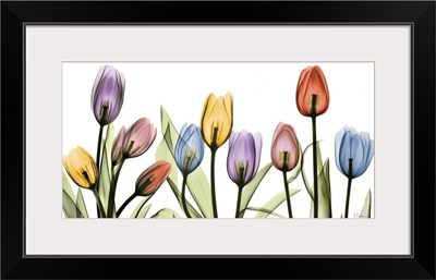 Tulip Scape x-ray photography