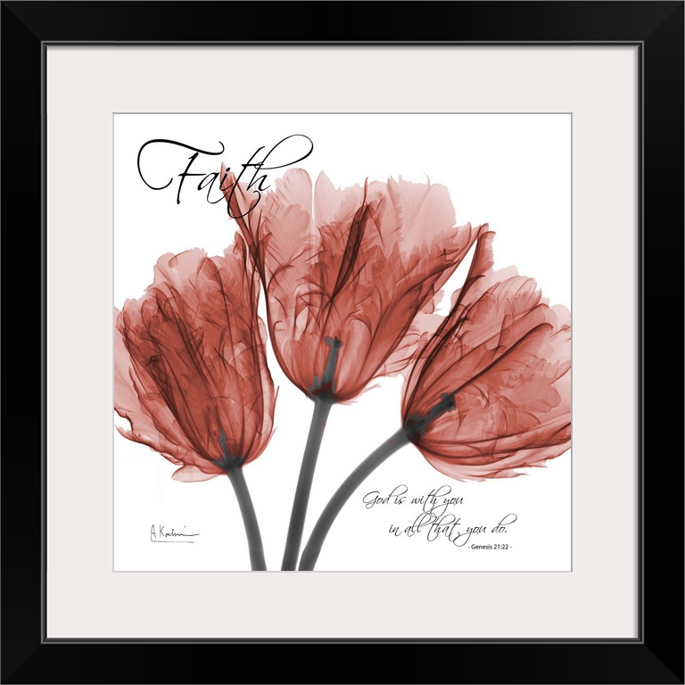 Tulips Faith x-ray photography