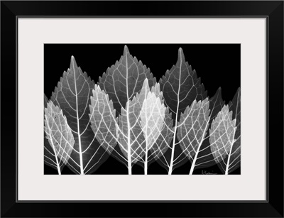 X-Ray Leaves x-ray photography