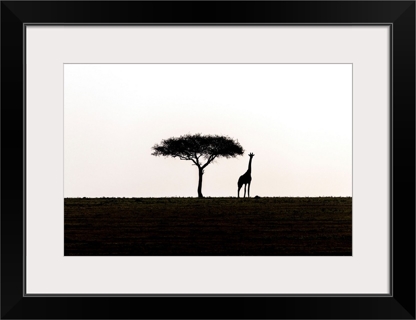 A single acacia tree and a giraffe in Serengeti National Park, Tanzania, Africa.