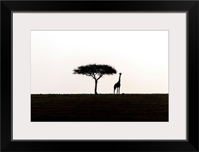 Acadia Tree With Giraffe