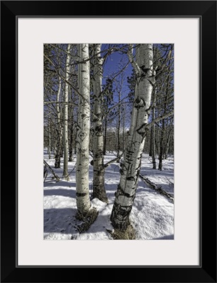 Aspen Trees in Winter