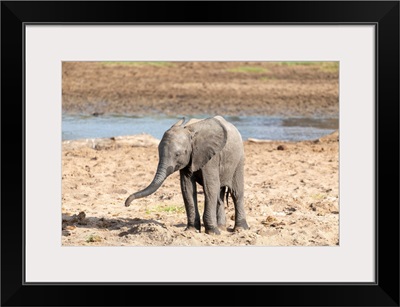 Baby Elephant