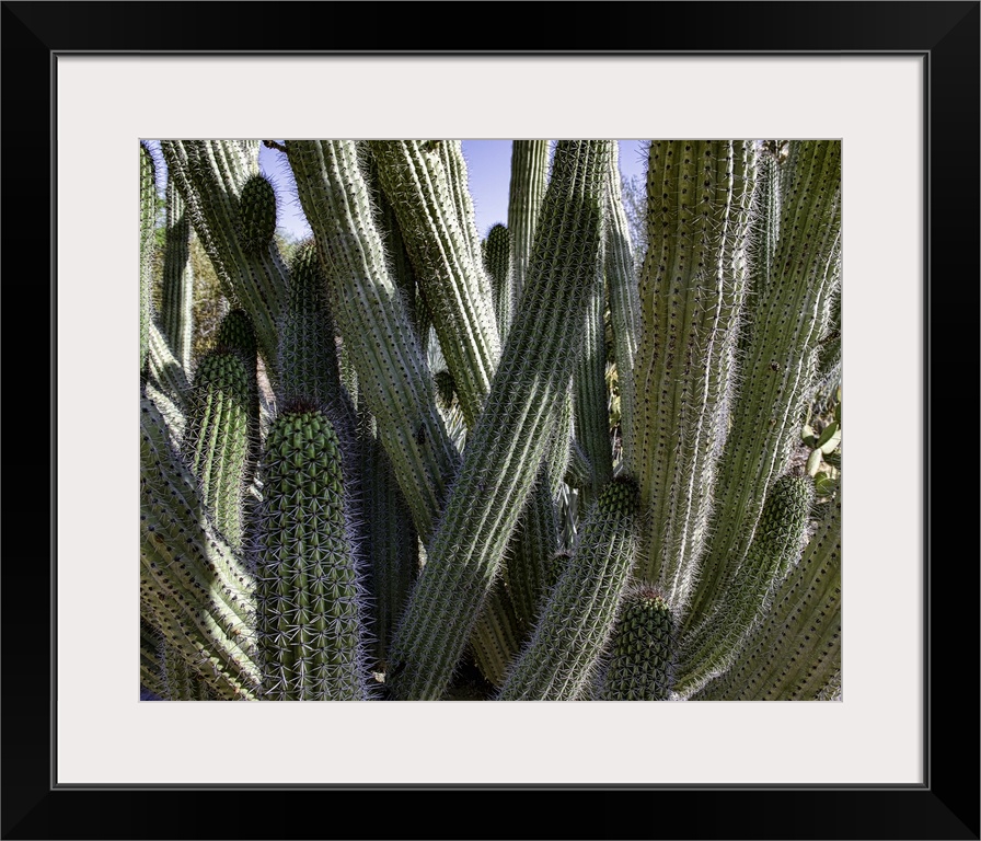 Desert Cactus