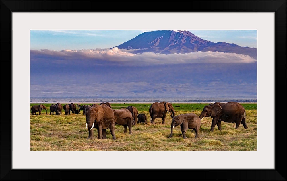 Many elephants grazing in Kenya, Africa, beneath looming Kilamanjaro, which is in Tanzania, Africa.