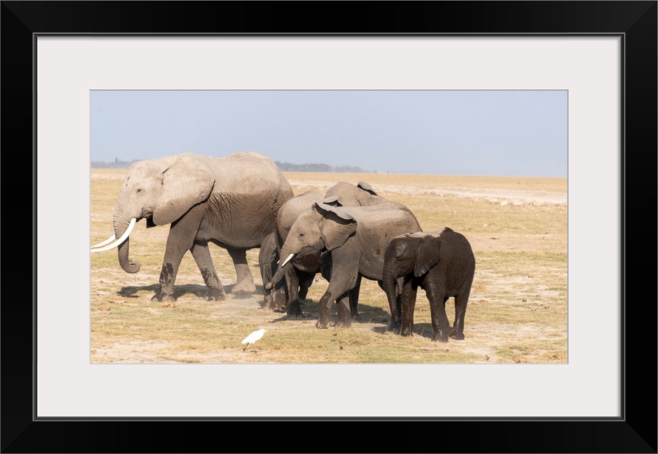 Three elephants walking in Kenya, Africa