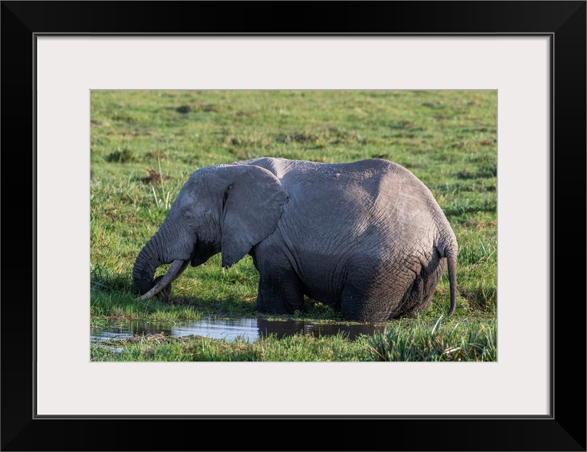 An elephant in Kenya, Africa, eats grasses in a swampy watery area.