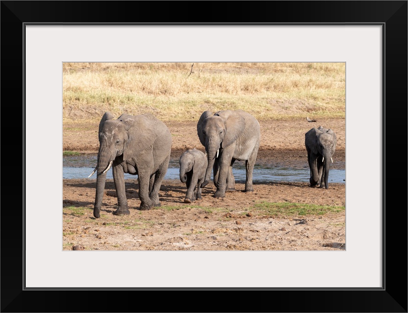 Several elephants enjoying the coolness of a watering hole in Tanzania, Africa.