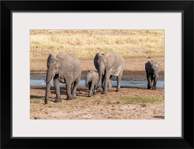 Elephants At The Watering Hole