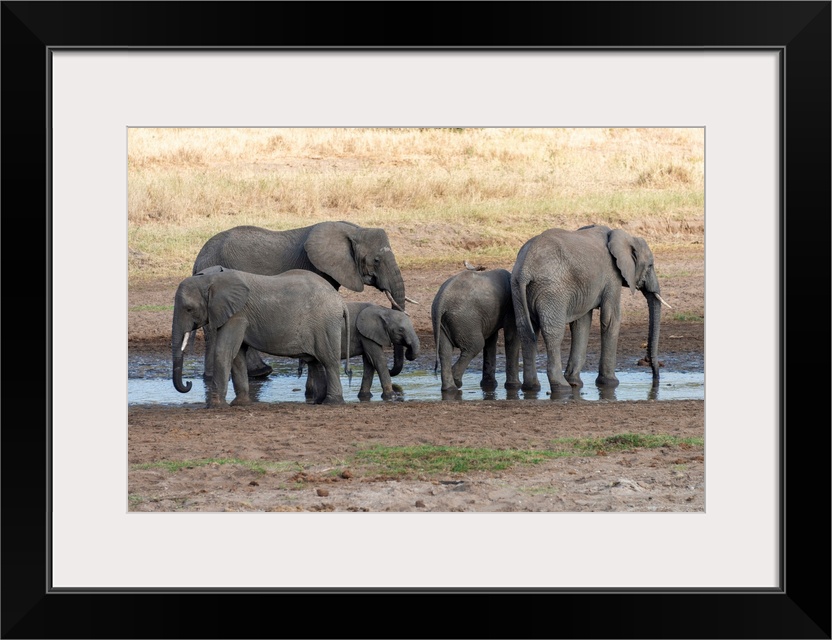 Several elephants enjoying the coolness of a watering hole in Tanzania, Africa.