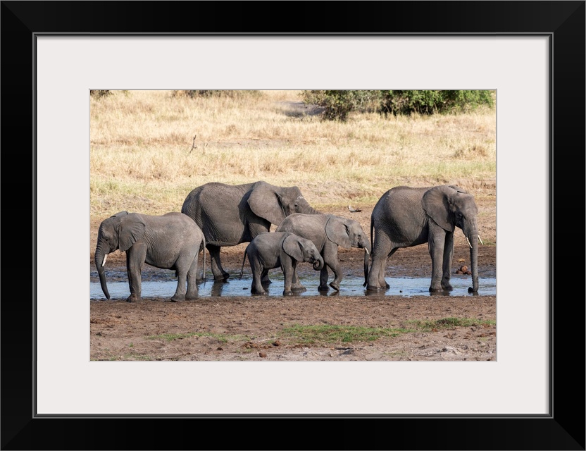 Several elephants enjoying the coolness of a watering hole in Tanzania, Africa.