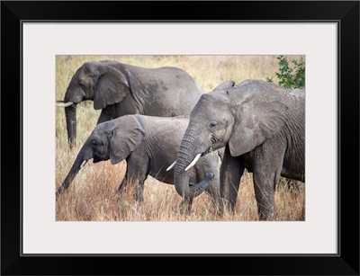 Elephants Feeding In Tall Grasses