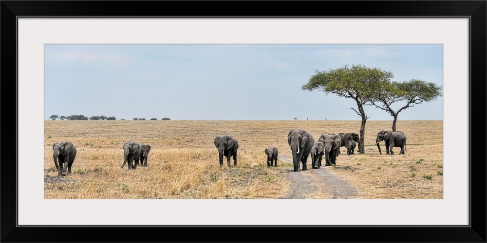 A family of elephants in Serengeti National Preserve, Tanzania, Africa.