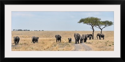 Elephants In Tanzania