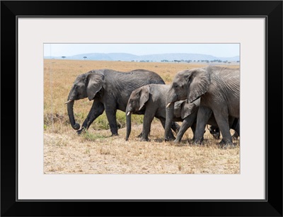 Elephants In Tanzania