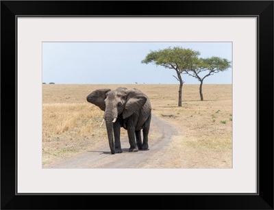 Elephants In Tanzania