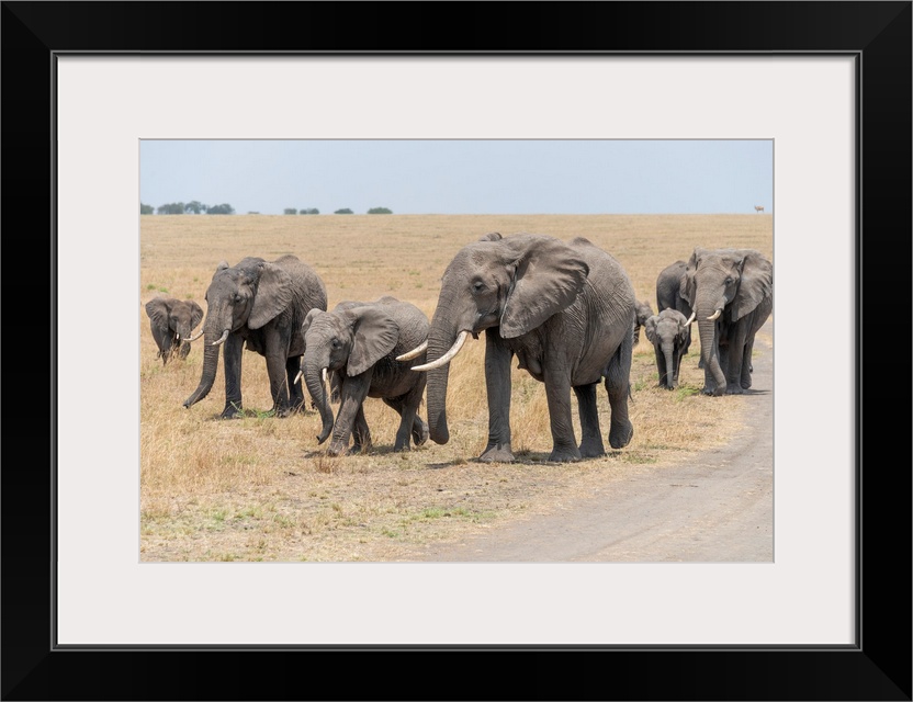 A family of elephants in Serengeti National Preserve, Tanzania, Africa.