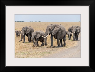 Elephants In Tanzania