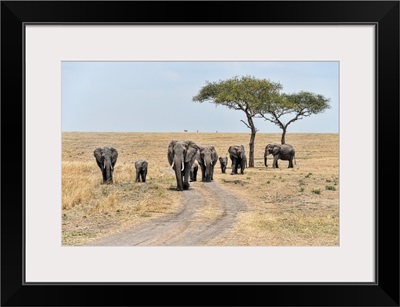 Elephants In Tanzania