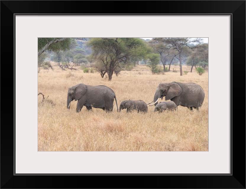 Several elephants on the move during the great migration in Serengeti National Park, Tanzania, Africa.