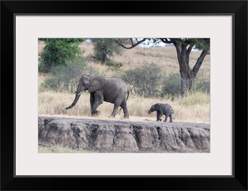 Two elephants walking in Tanzania, Africa