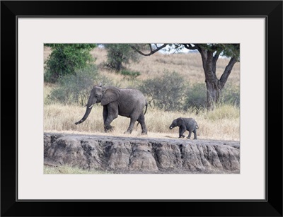 Mom And Baby Elephant