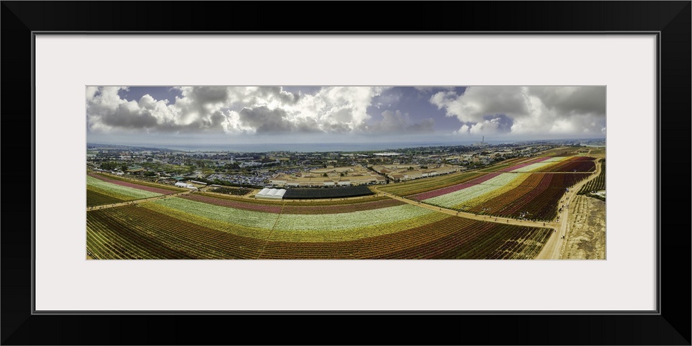 The famous Carlsbad Flower fields in Southern California. This is a 4 image aerial panoramic looking toward the Pacific Oc...