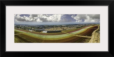 Panoramic of Flower fields of Carlsbad