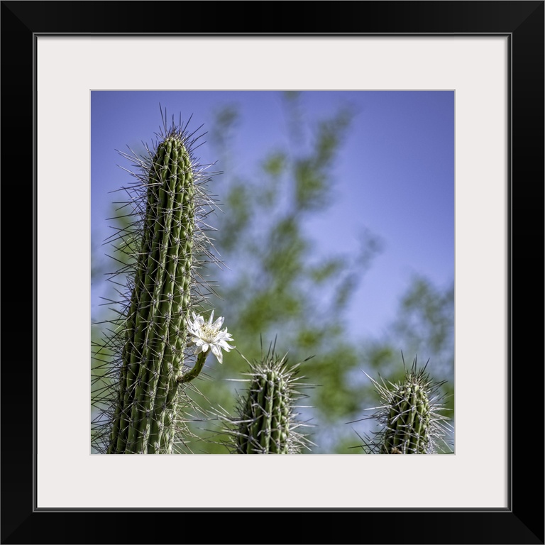 Saguaro Cactus with single bloom in the Arizona desert