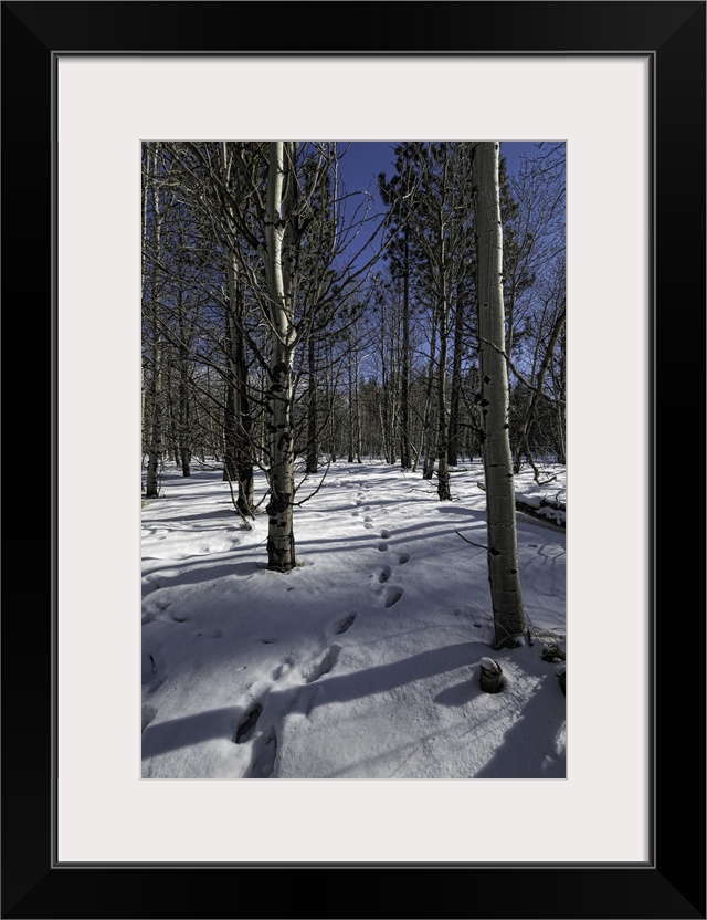 Snowy path through forest