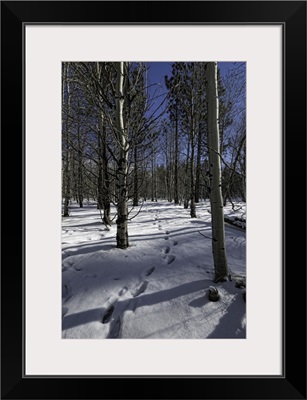 Snowy path through forest