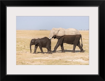Two Toned Elephants