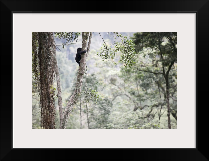 A baby gorilla climbs a tall tree in the impenetrable forest, Bwindi Impenetrable National Park, Uganda