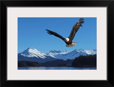 A bald eagle soars against a blue sky in Auke Bay near Juneau, Alaska