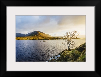 A Bare Tree On The Banks Of Derryclare Lough, Sunrise, Connemara, County Galway, Ireland