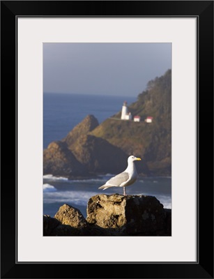 A Bird Sitting On A Rock Near Heceta Head Lighthouse, Oregon