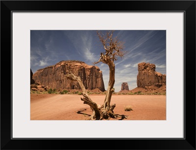 A Blasted Tree In The North Window Of Monument Valley