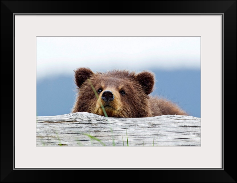 Horizontal, giant photograph of a brown bear looking forward while resting its chin on a log, a blurred tree line can be s...