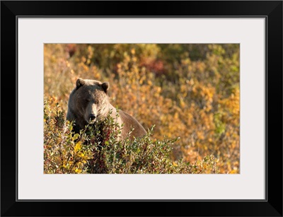 A Brown Bear Forages In The Tatshenshini-Alsek Wilderness, Yukon Territory, Canada