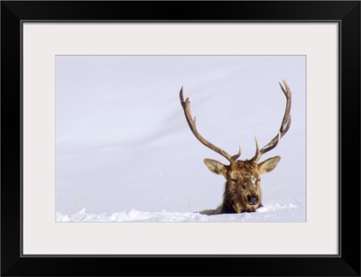 A Bull Elk Negotiates Deep Snow On The Blacktail Plateau, Yellowstone National Park