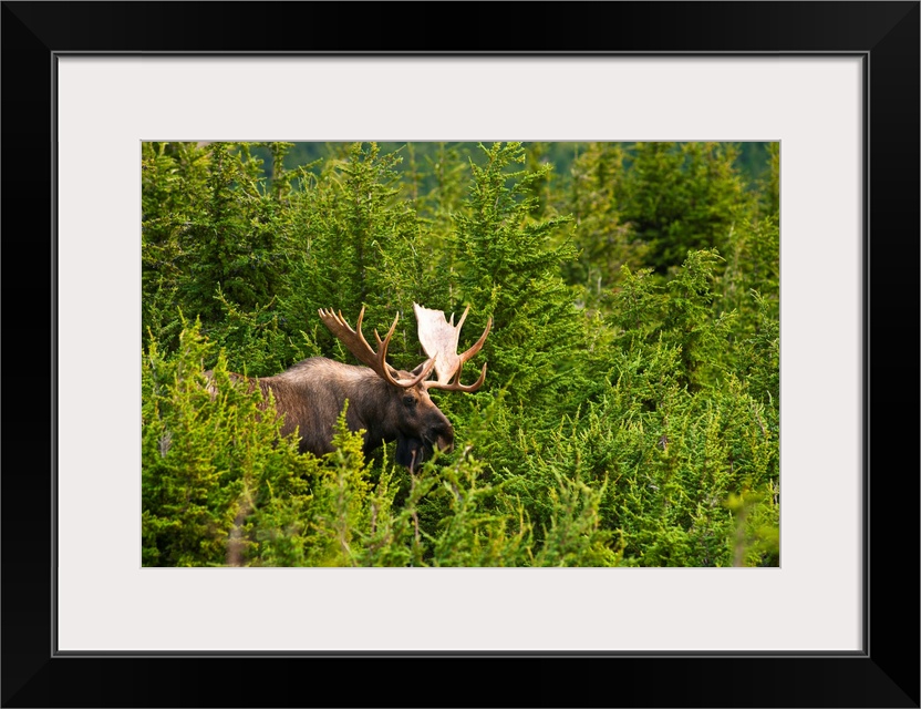 A bull moose in rut standing in a wooded area near Powerline Pass in Chugach State Park on a fall day. Anchorage Alaska.