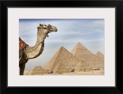 A Camel With The Pyramids In The Background; Cairo, Egypt, Africa