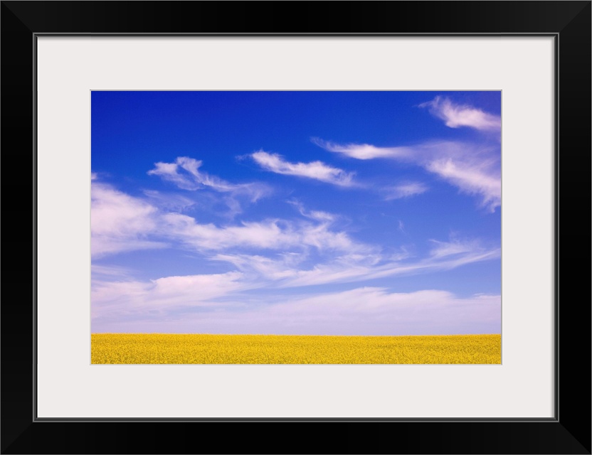 A Canola Field