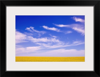 A Canola Field