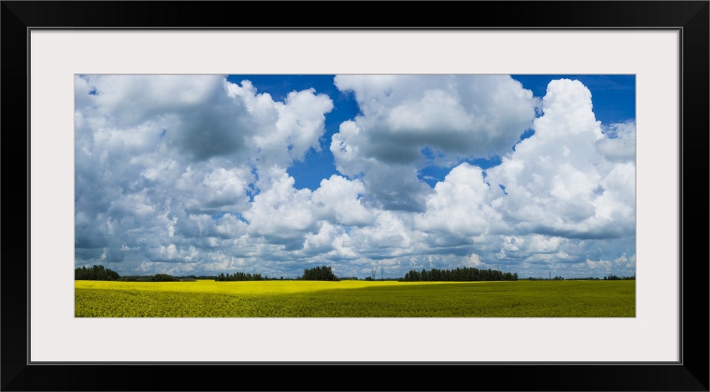 A canola field under a cloudy filled with shadows of the clouds cast on the field, painting effect added; Alberta, Canada.