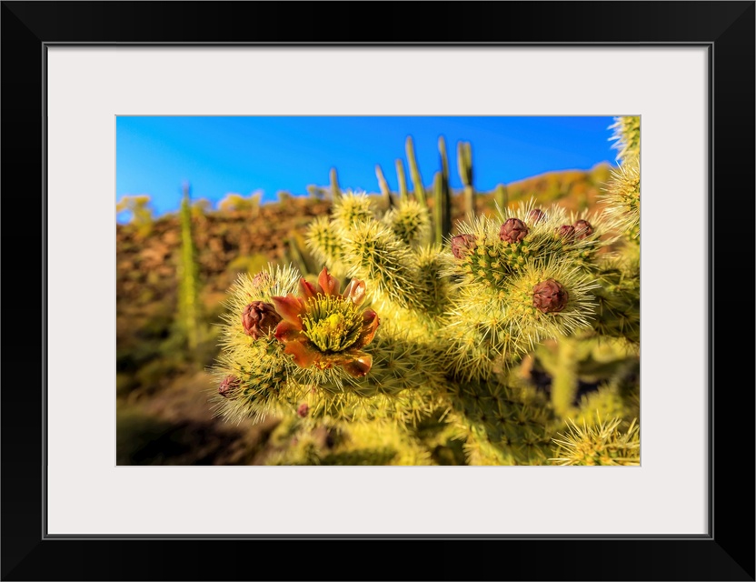 A close up of cactus flower of the jumping choola in Valle de Los Cirios, Fauna and Flora Protected area on the Baja Penin...